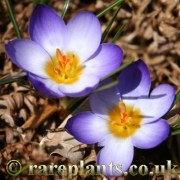 Crocus biflorus pulchricolor