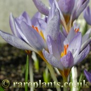 Crocus biflorus punctatus