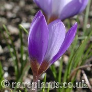 Crocus biflorus tauri