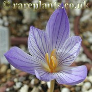 Crocus bolensis
