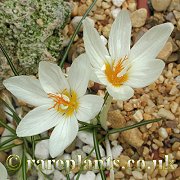 Crocus boryi GR 18 07