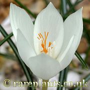 Crocus boryi GR 29 07