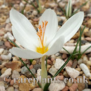 Crocus boryi GR53a 99