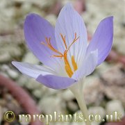 Crocus brachyfilus