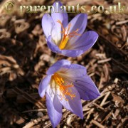 Crocus damascenus