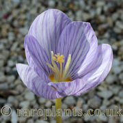 Crocus cappadocicus