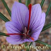Crocus cartwrightianus Anaïs