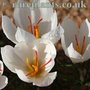 Crocus cartwrightianus Enora