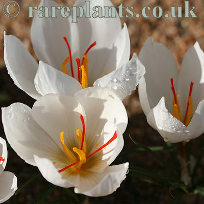 Crocus cartwrightianus Enora