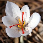 Crocus cartwrightianus White form