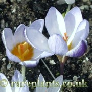 Crocus chrysanthus Blue Peter