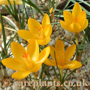 Crocus chrysanthus Milea