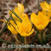 Crocus chrysanthus VV.GB.235
