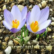Crocus concinnus