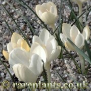 Crocus corsicus albus