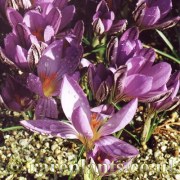 Crocus corsicus