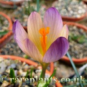 Crocus cvijicii x veluchensis Rainbow Gold