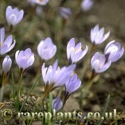 Crocus cyprius