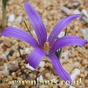 Crocus dispathaceus