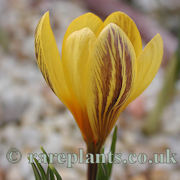 Crocus gembosii