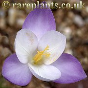 Crocus goulimyi Twintone