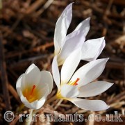 Crocus hadriaticus Alepohori AH.8682