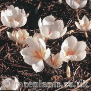 Crocus hadriaticus Elysian Pearl