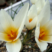 Crocus hadriaticus Enos
