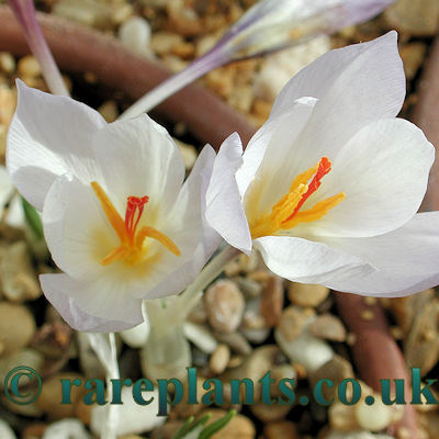 Crocus hadriaticus GR50 08
