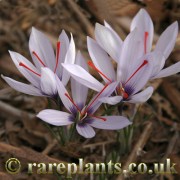 Crocus hadriaticus Purple Eye