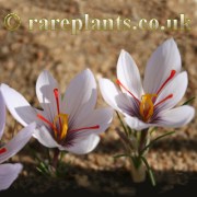 Crocus hadriaticus Purple Heart