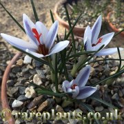 Crocus hartmannianus