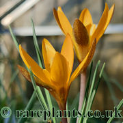Crocus henrikii