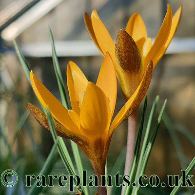 Crocus henrikii