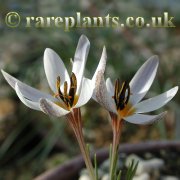 Crocus hittiticus