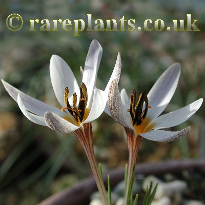 Crocus hittiticus