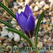 Crocus inghamii
