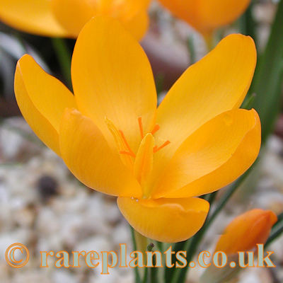 Crocus istanbulensis