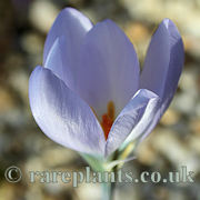 Crocus kangalensis