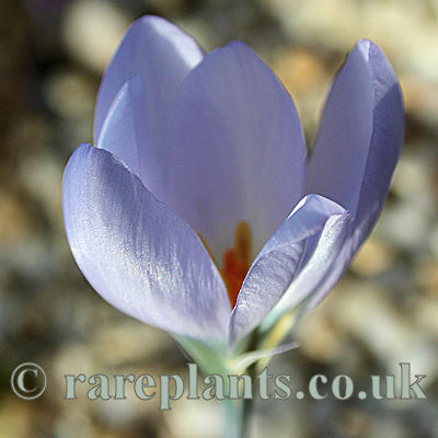 Crocus kangalensis