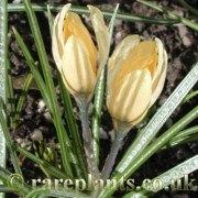Crocus korolkowii Apricot