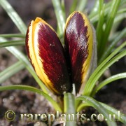 Crocus korolkowii Dytiscus