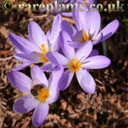 Crocus kosaninii CH.801