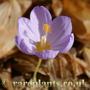 Crocus kotschyanus HKEP.9317