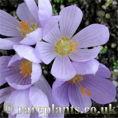 Crocus kotschyanus