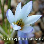 Crocus leichtlinii