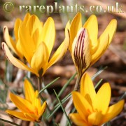 Crocus leonidii Early Gold