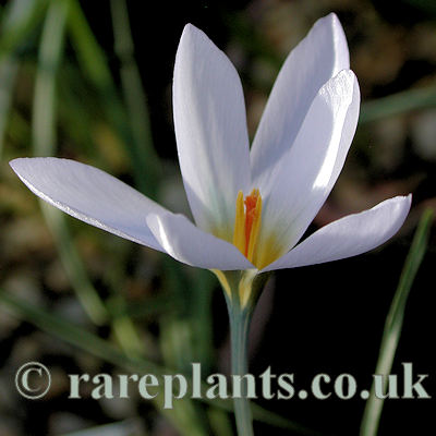 Crocus malatyensis