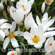 Crocus malyi CEH.519