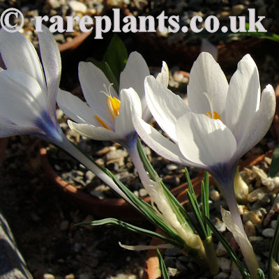 Crocus michelsonii God's Look